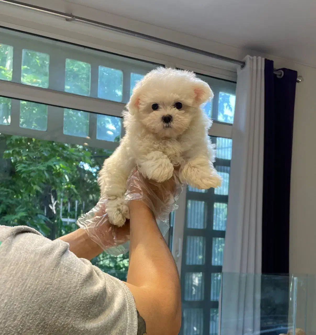 مالتیز تیکاپ|سگ|تهران, زعفرانیه|دیوار