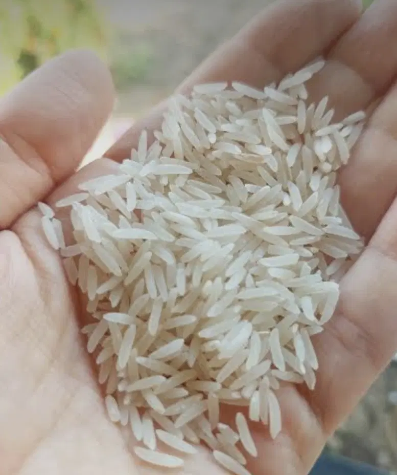 برنج فجر سوزنی|خوردنی و آشامیدنی|تهران, تهرانسر غربی|دیوار