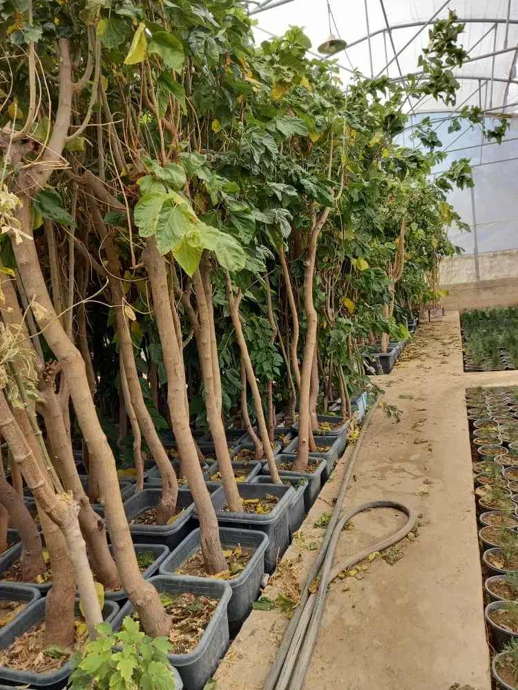 صفرتا صد کاشت سموم باغ باغچه نهال سبز درخت قم|خدمات باغبانی و درختکاری|قم, تعویض پلاک|دیوار