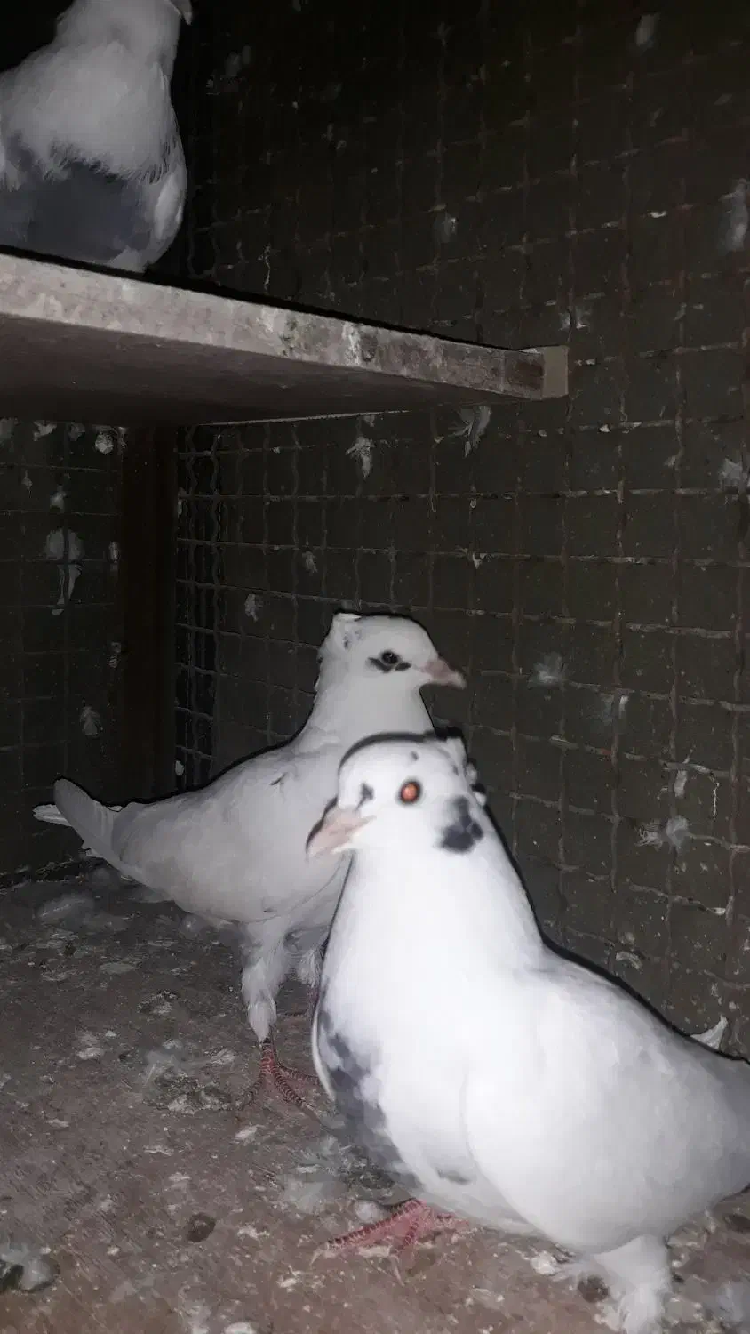 کفتر کبوتر شاپر خال ابی کم خال|پرنده|چرداول, |دیوار