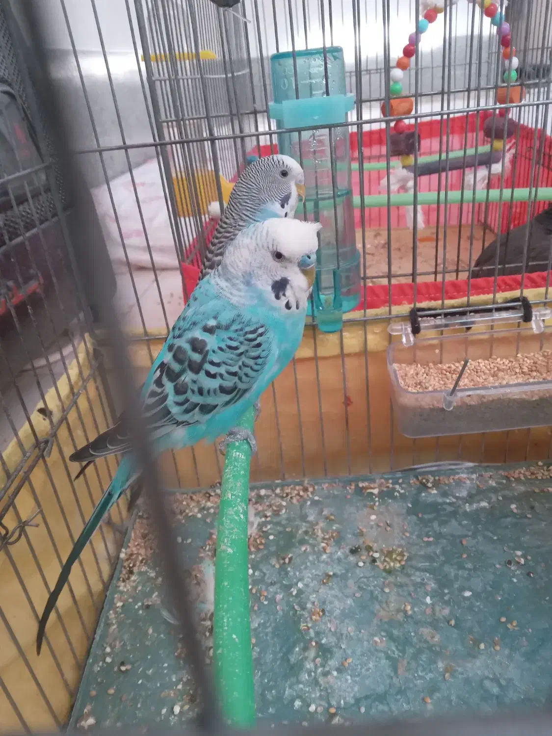 مرغ عشق|پرنده|جوادآباد, |دیوار