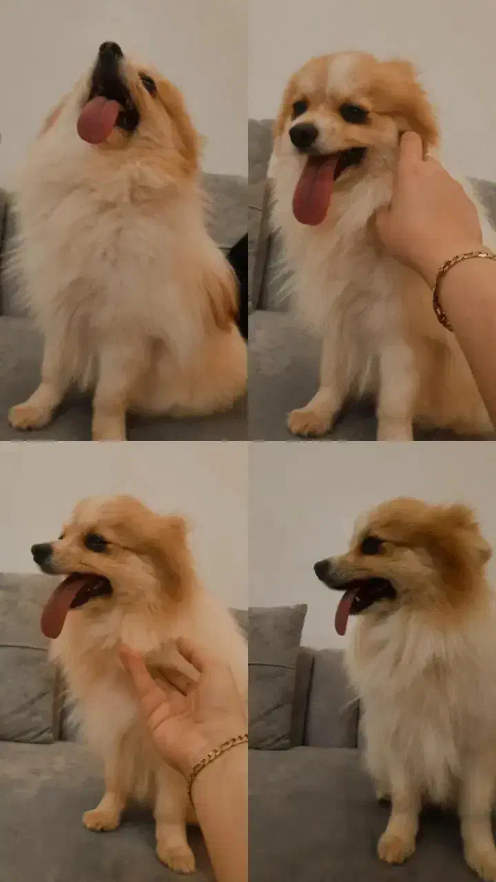 قیمت۲۰ میلیون|سگ|آق قلا, |دیوار