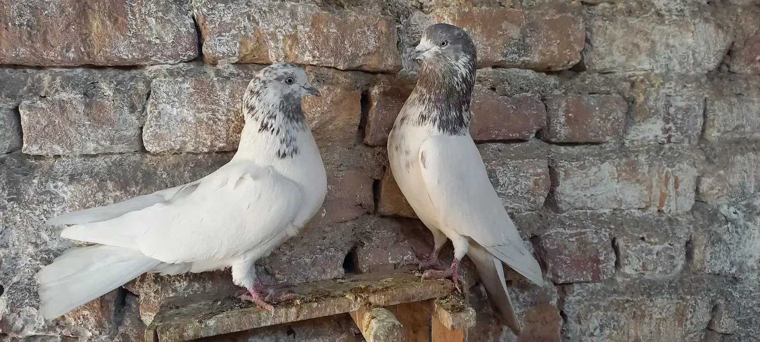 کفتر تهرانی نر و ماده کله ای پرشی|پرنده|برخوار, |دیوار
