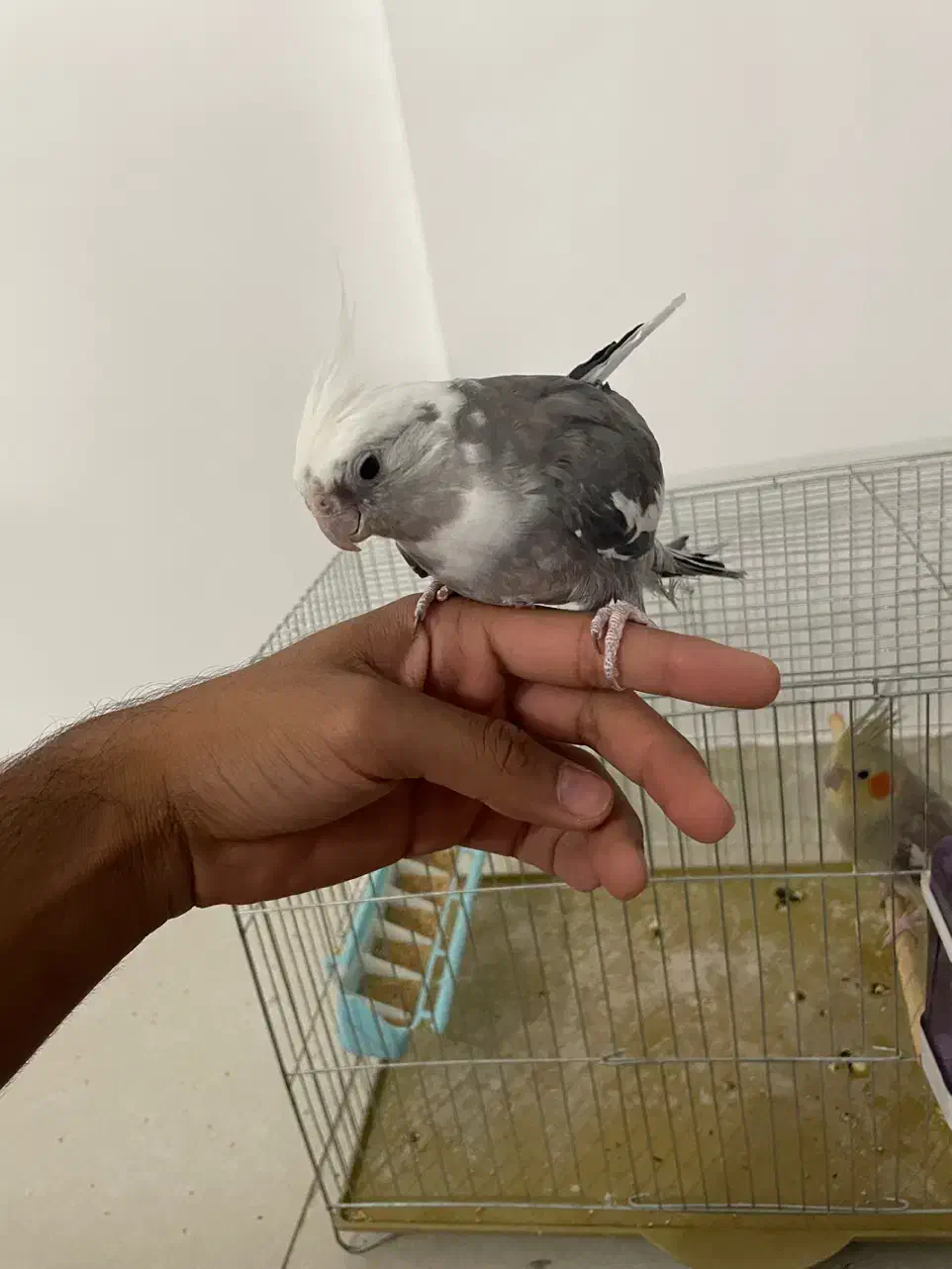 عروس هلندی وایت فیس جم|پرنده|جم, |دیوار