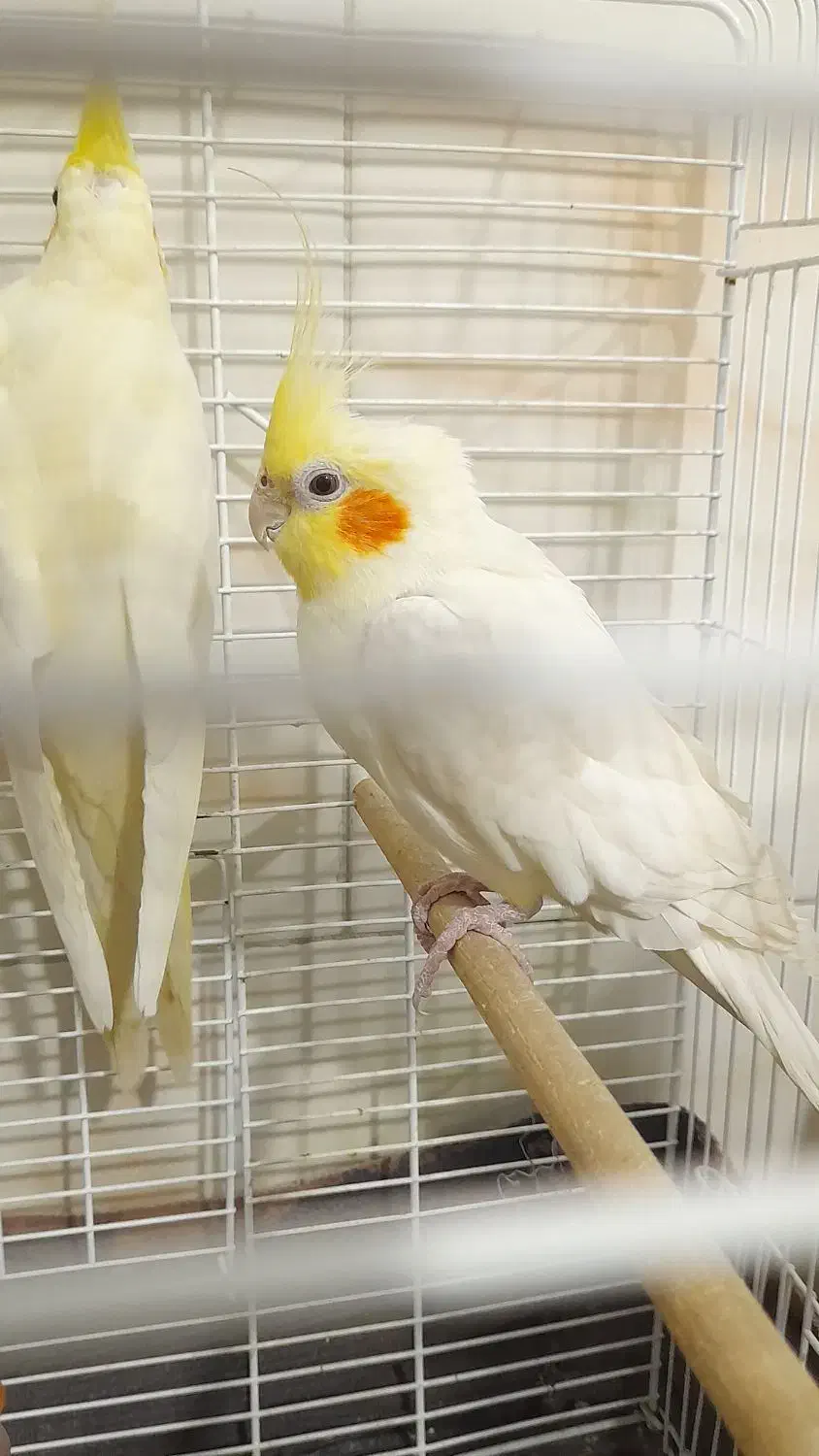 عروس هلندی جفت|پرنده|هشتگرد, سیف آباد|دیوار