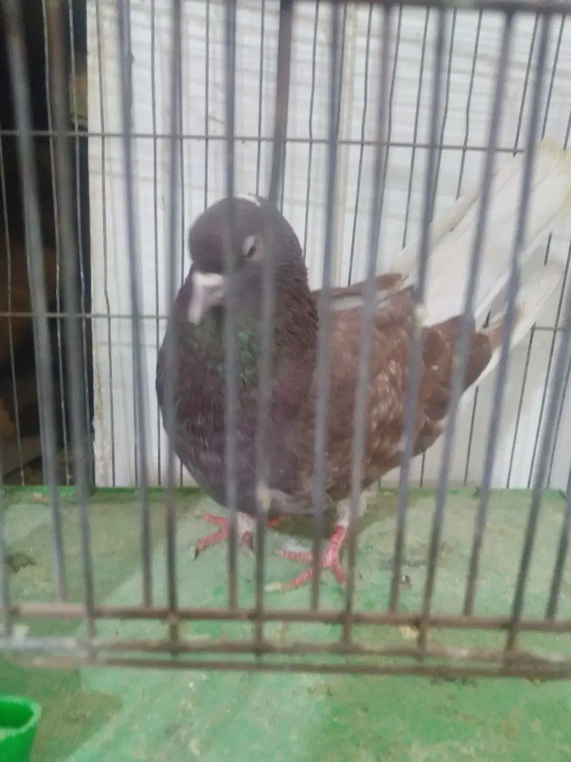 نر سرخ اسطوره|پرنده|قم, پامنار|دیوار