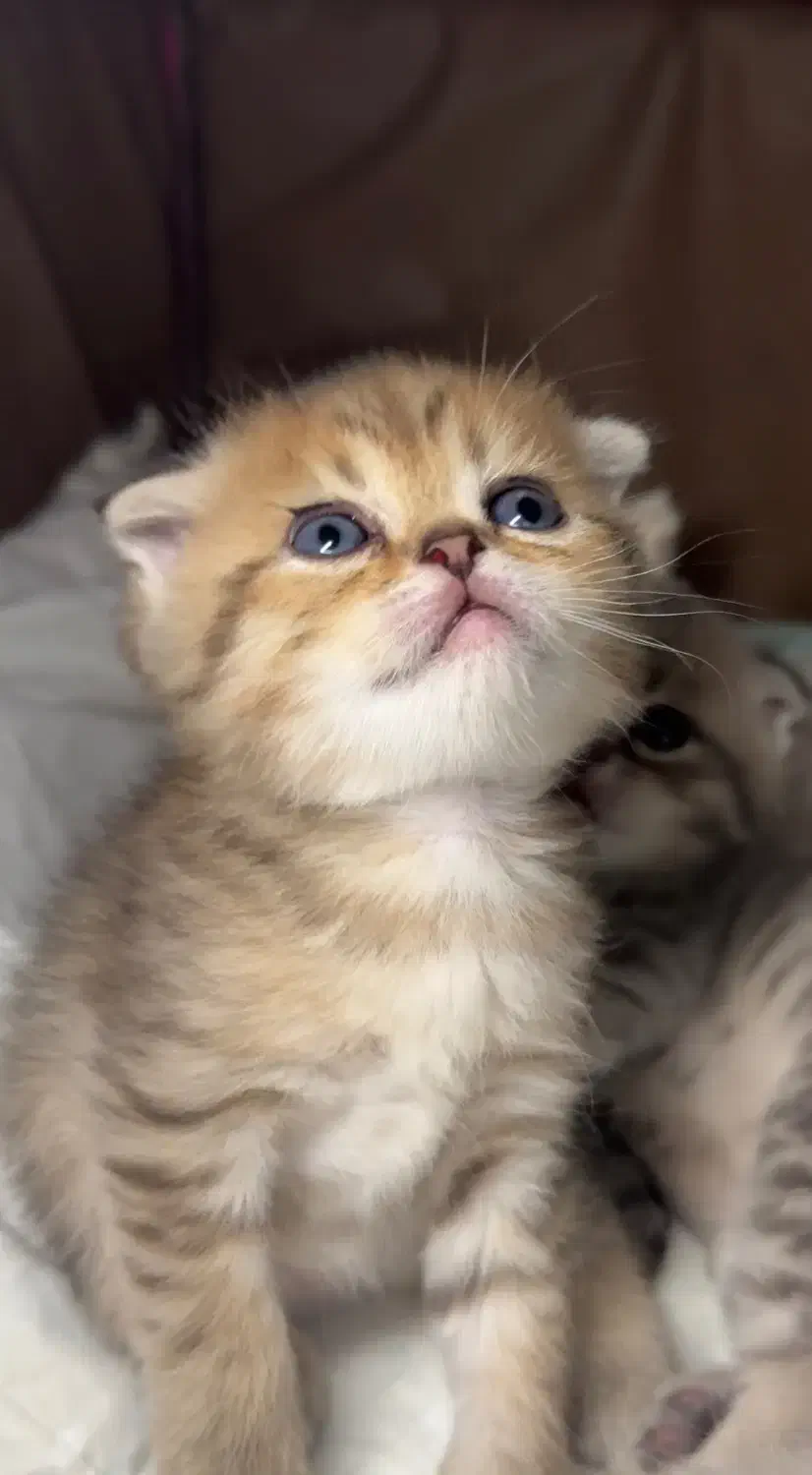 بچه گربه پرشین اسکاتیش|گربه|اندیشه, اندیشه فاز ۶|دیوار