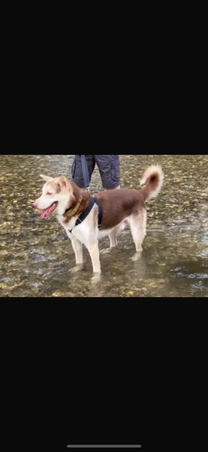 واگذاری سگ نگهبان|سگ|رشت, یخسازی|دیوار