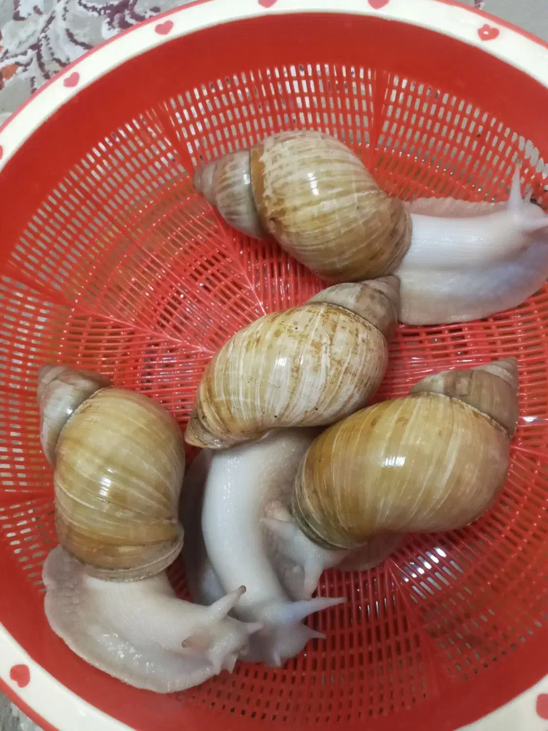 حلزون|خزنده|ملارد, |دیوار