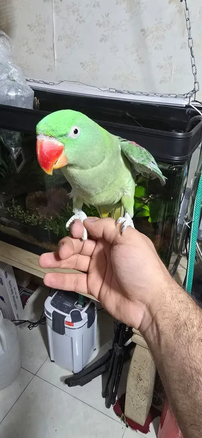 جفت شاه طوطی.|پرنده|شیراز, شهرک فرزانگان|دیوار