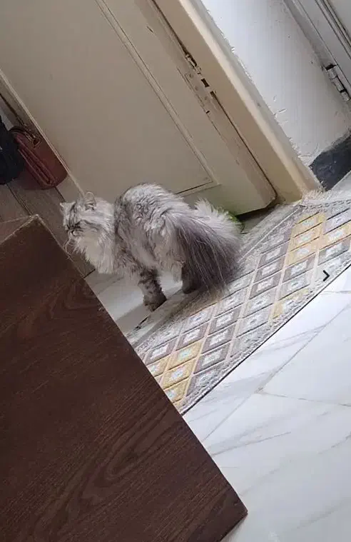 گربه های زیبا|گربه|رشت, کوی فکوری|دیوار