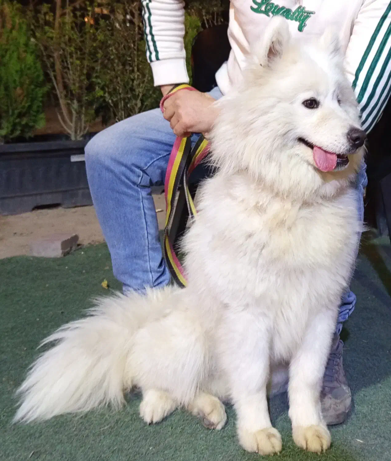 سگ سامویید|سگ|فردیس, شهرک شهید حسینی|دیوار