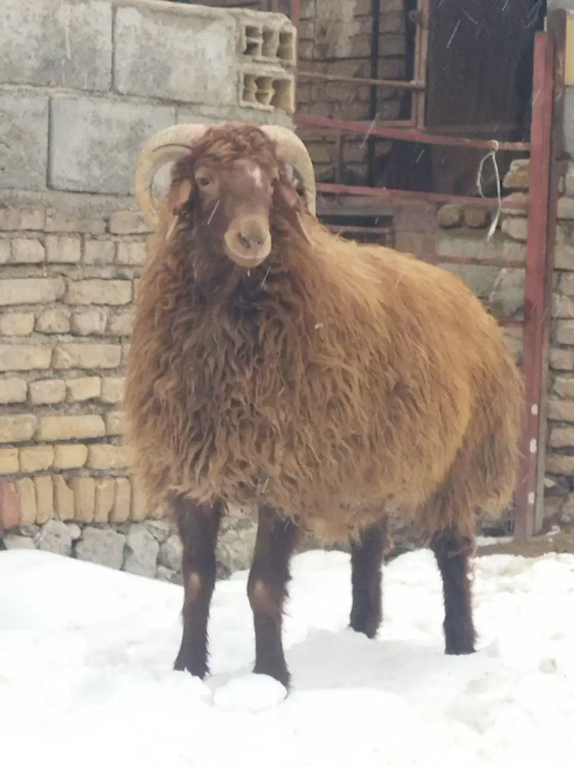 بره تخمی|حیوانات مزرعه|بلداجی, |دیوار