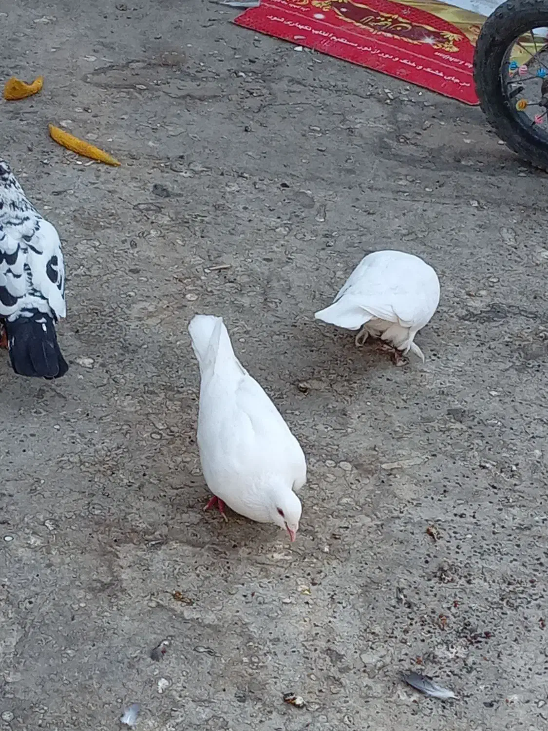 ۱۲ عدد کبتر|پرنده|رضویه, |دیوار