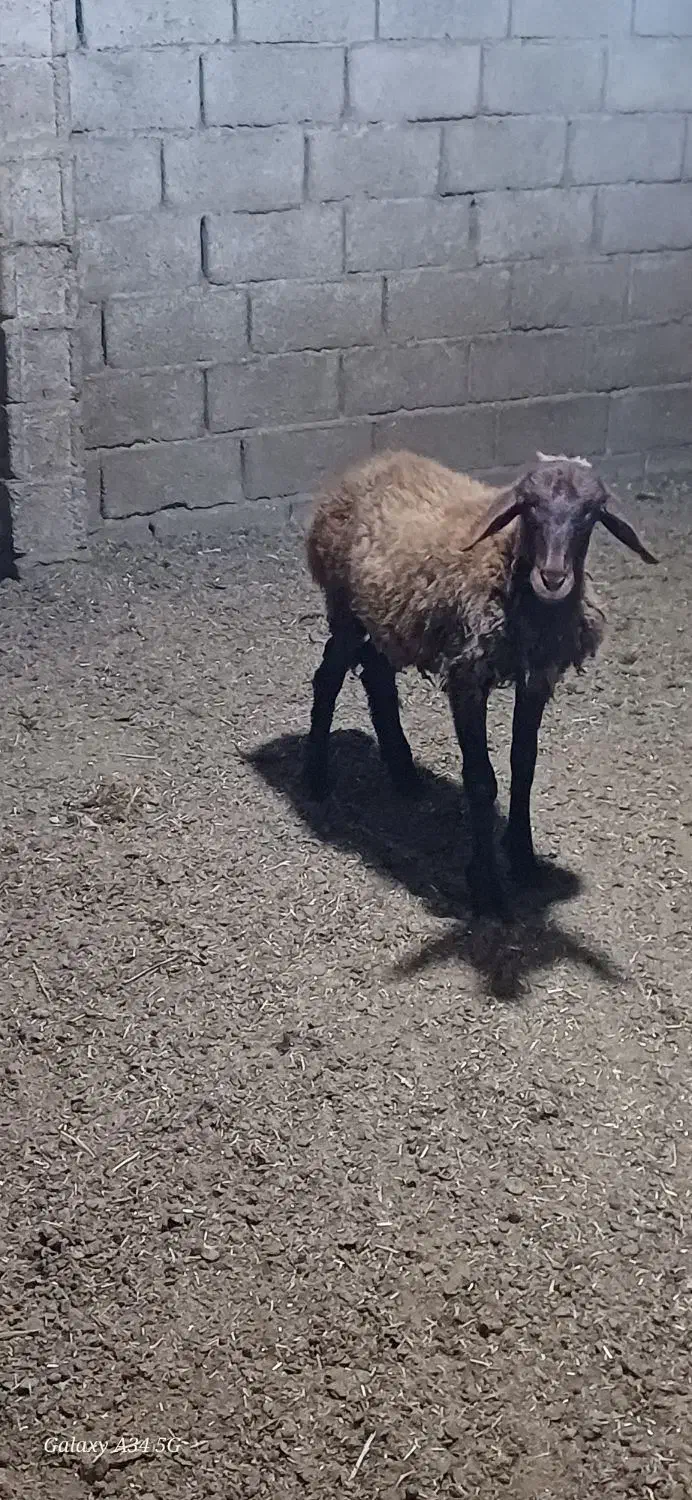 گاو میش|حیوانات مزرعه|علیآباد کتول, |دیوار