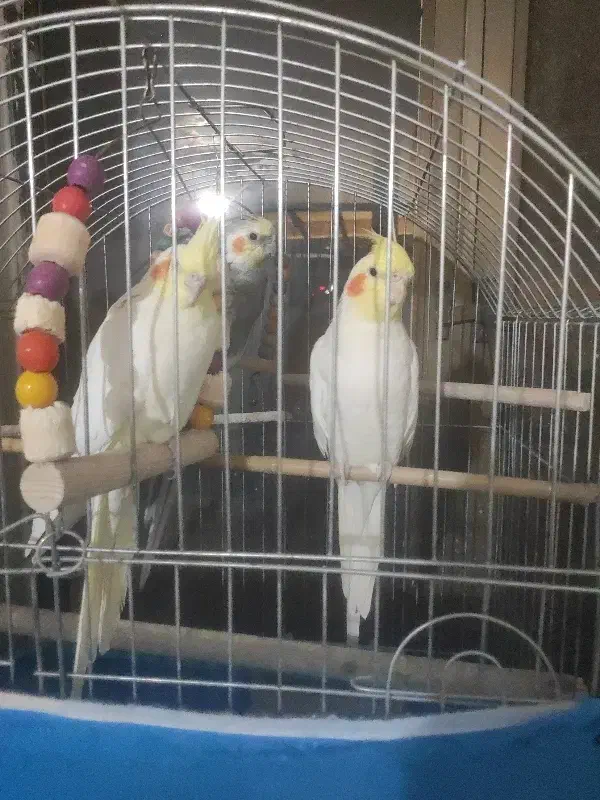 عروس هلندی|پرنده|برخوار, |دیوار