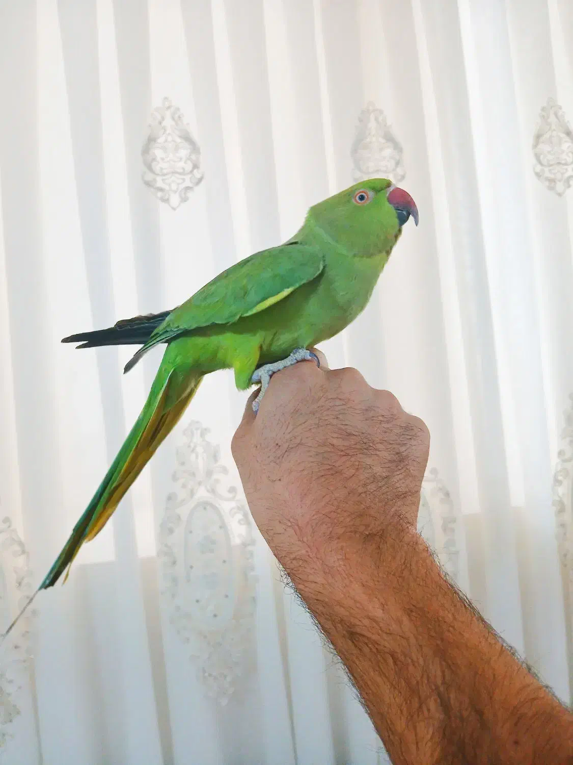 طوطی ملنگو ماده|پرنده|تربت‌حیدریه, اندیشه|دیوار