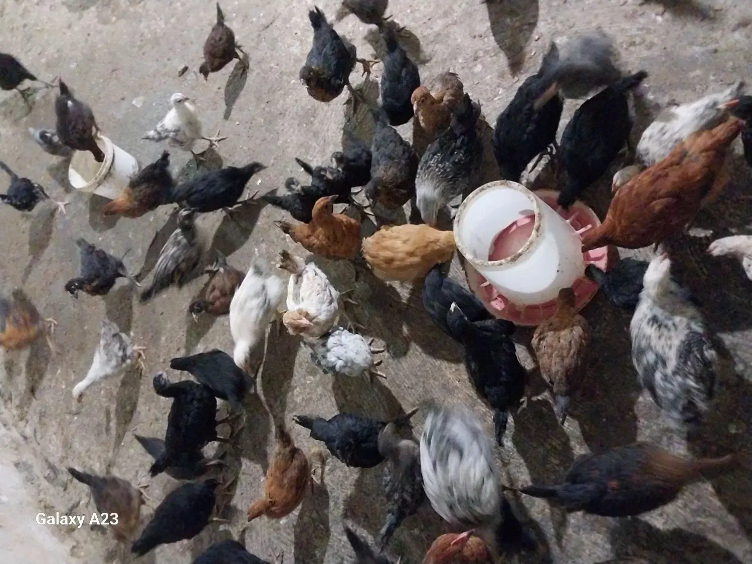 انواع جوجه مرغ و خروس گلین محلی امرکانا|حیوانات مزرعه|آمل, |دیوار