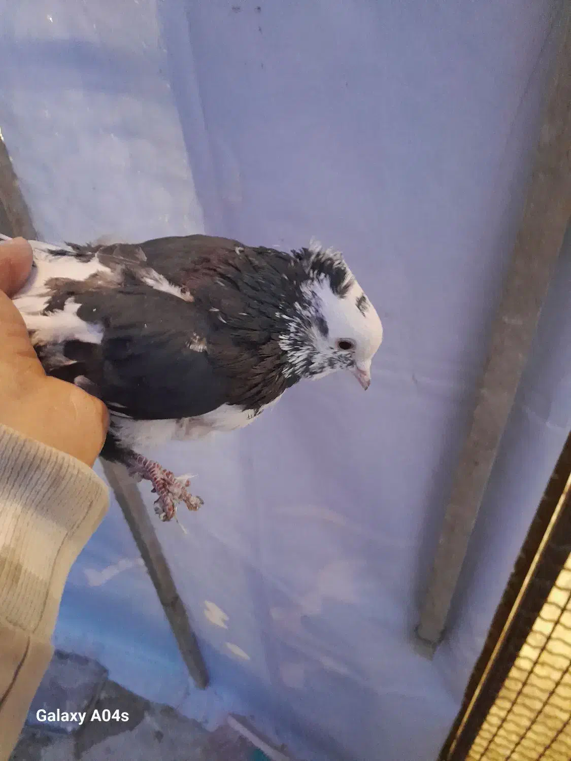 کبوتر|پرنده|همدان, |دیوار