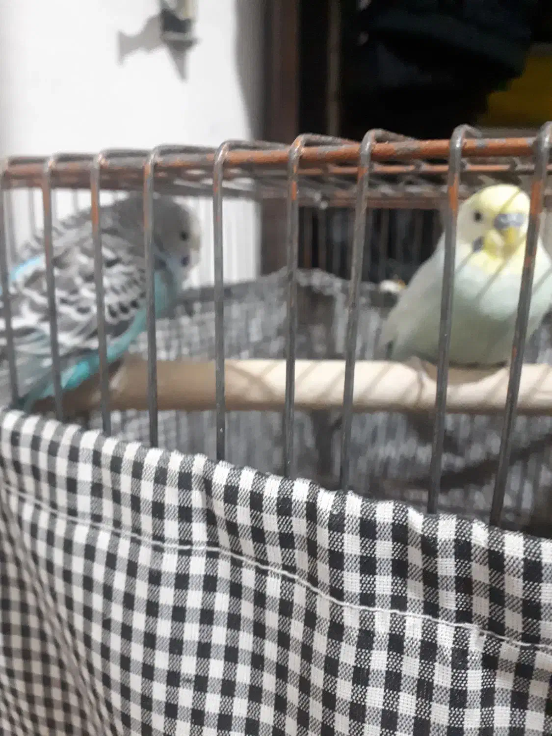 یک جفت پرنده مرغ عشق|پرنده|تهران, افسریه شمالی|دیوار