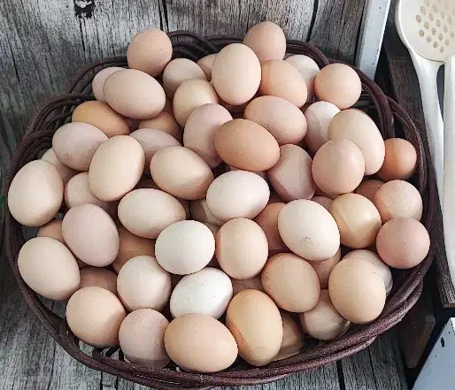 فروش تخم مرغ محلی ارگانیک گلپایگان تولید روز|خوردنی و آشامیدنی|مشهد, کوی سیدی|دیوار
