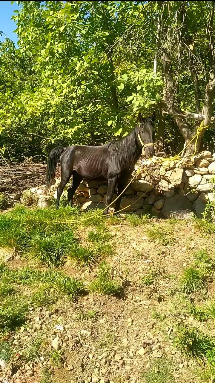 نریان|اسب و تجهیزات اسب‌سواری|یاسوج, |دیوار