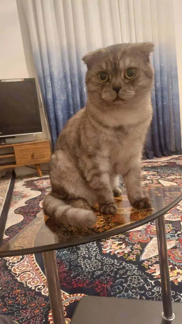 فروش گربه|گربه|کردکوی, |دیوار