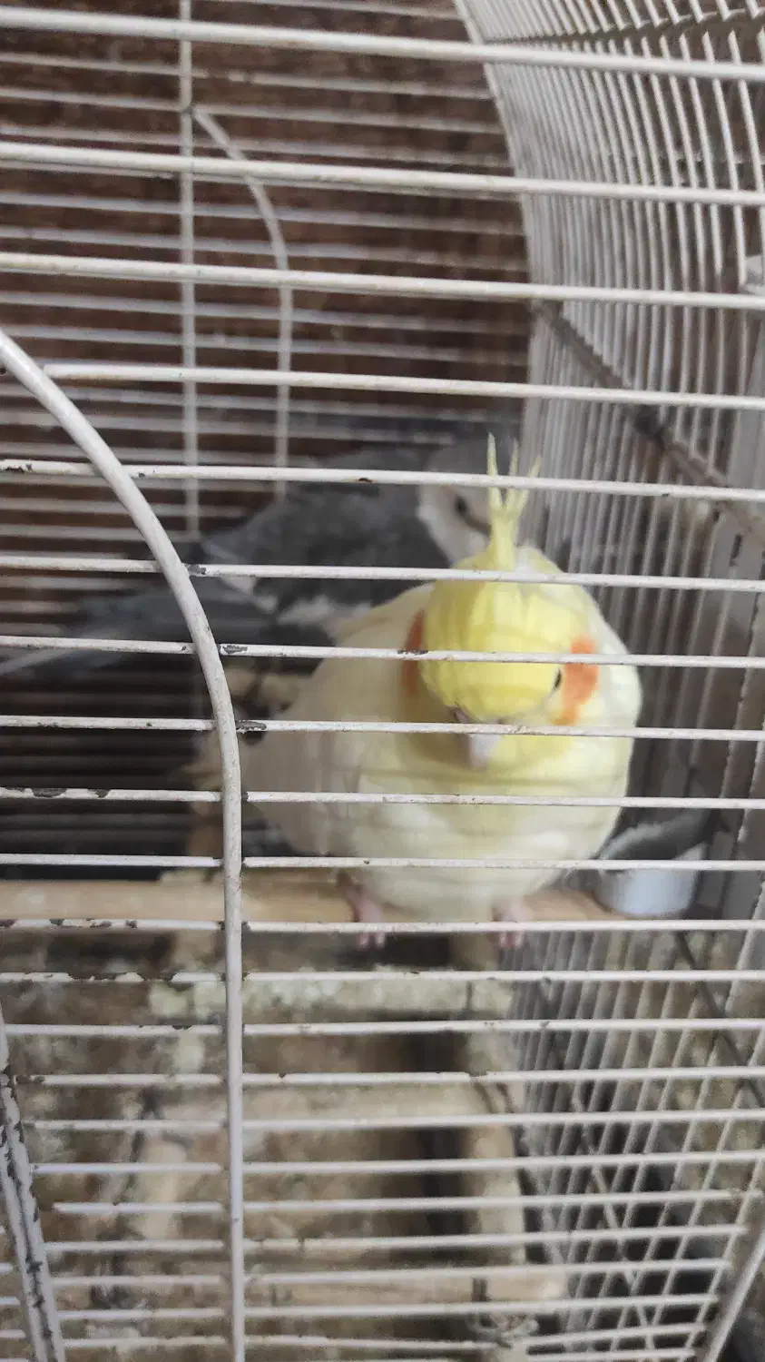 عروس هلندی|پرنده|بجنورد, |دیوار