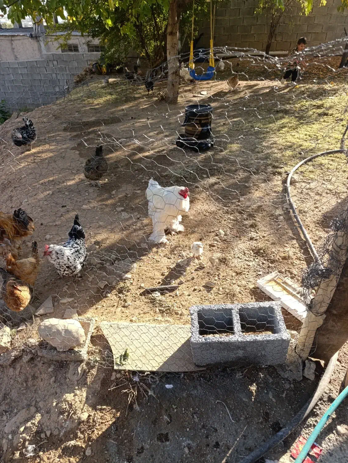 یک عددخروس برهمااصل سفید یخال|حیوانات مزرعه|یاسوج, |دیوار