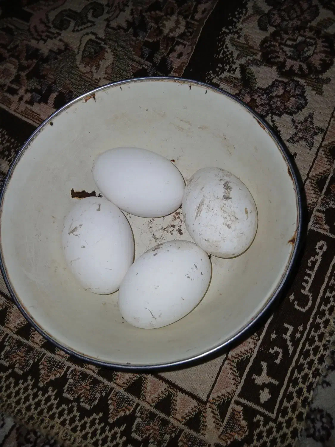 تخم غازمحلی|حیوانات مزرعه|کلاله, |دیوار