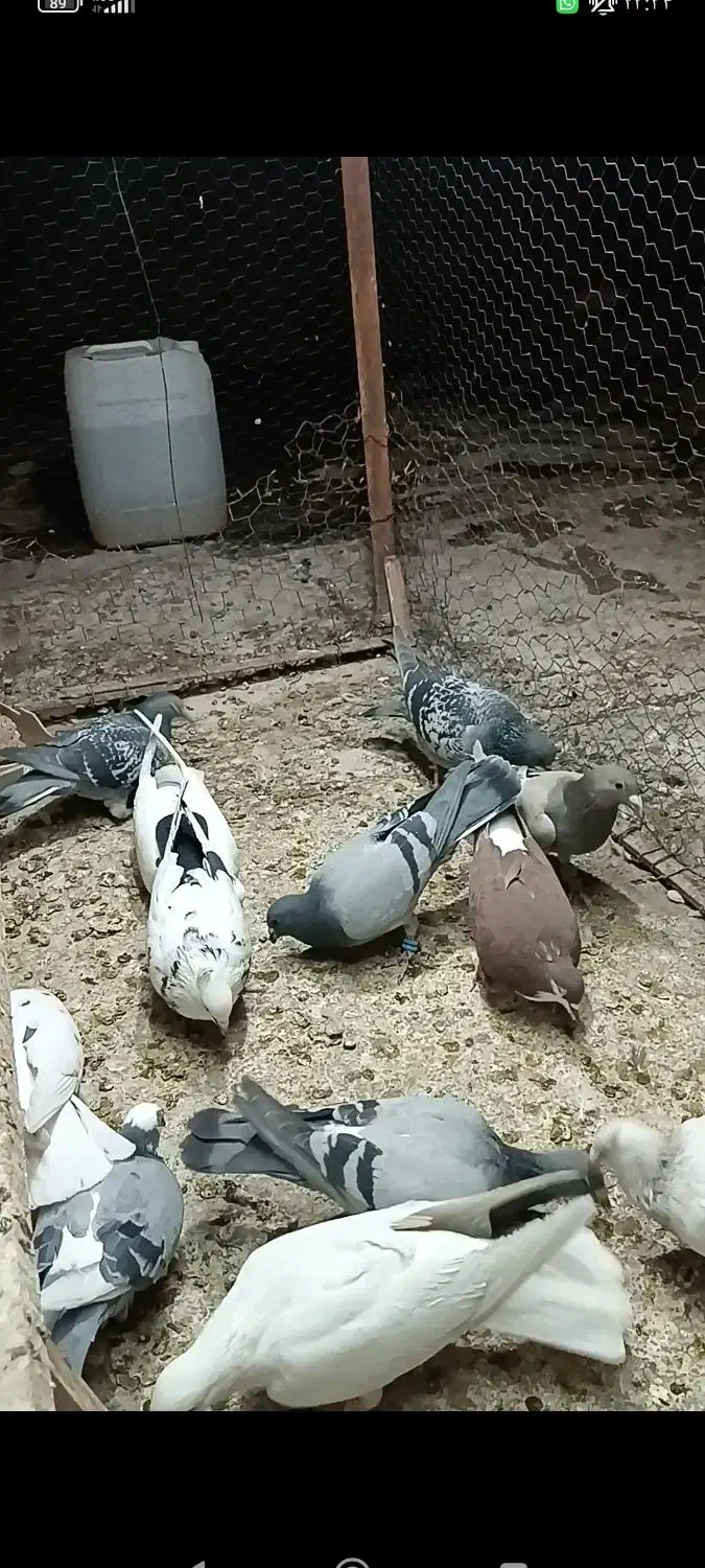 تعداد 11عدد کبوتر|پرنده|لنجان, |دیوار