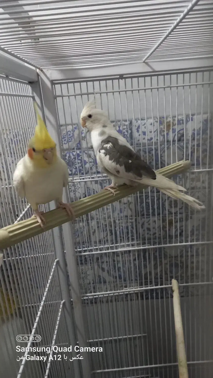 عروس هلندی|پرنده|پاکدشت, پاکدشت (مامازند)|دیوار