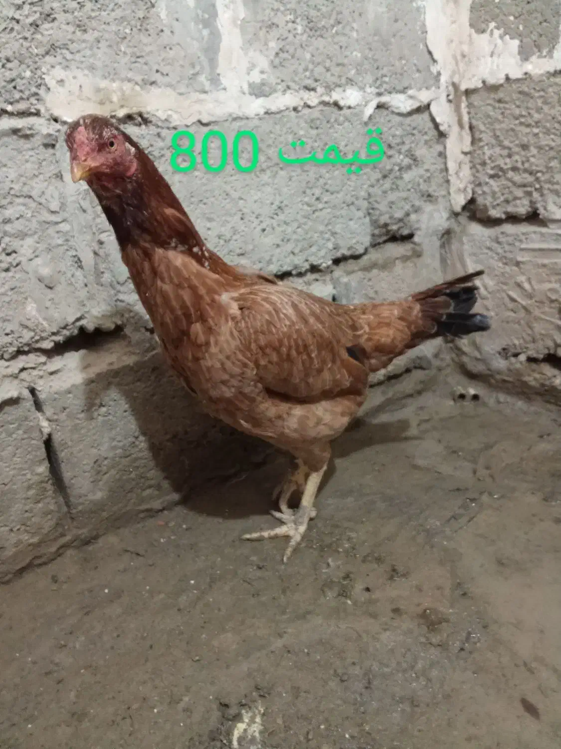 مرغ|حیوانات مزرعه|سیب و سوران, |دیوار