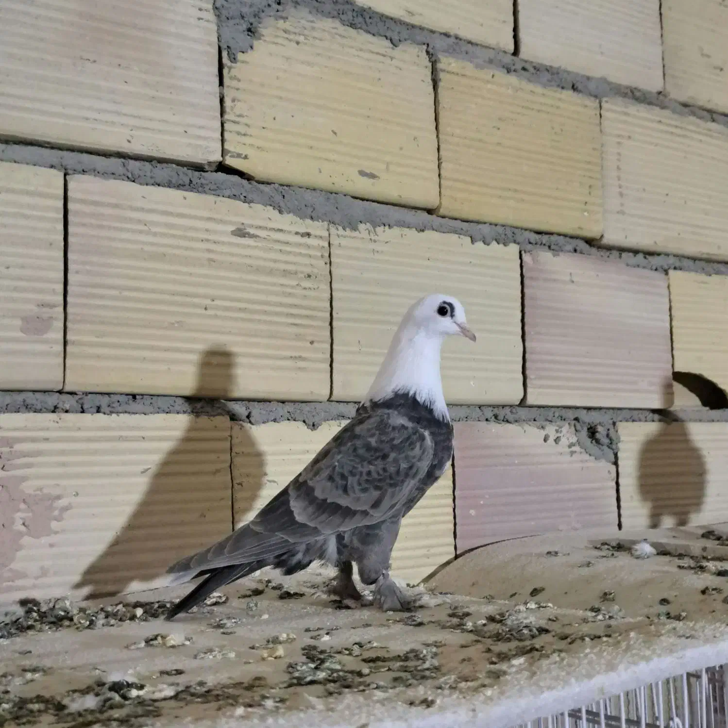 کله سفید کربلایی|پرنده|سبزوار, قلعهنو دهزار|دیوار