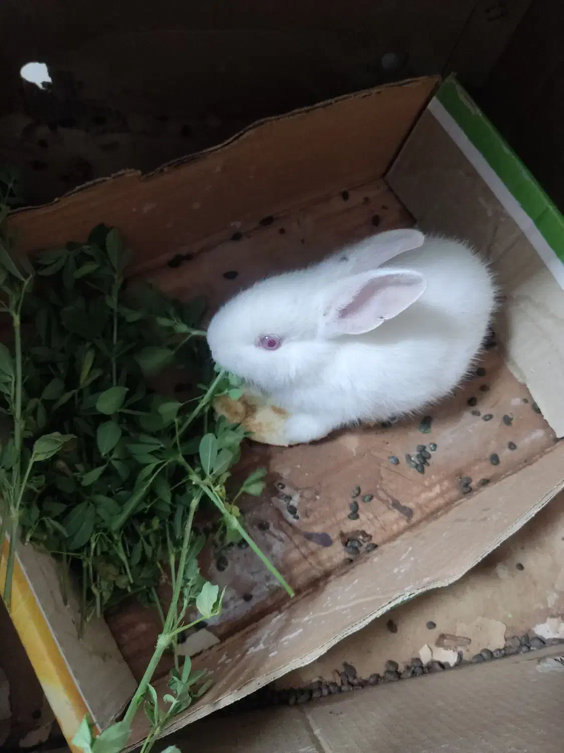 خرگوش سفید و مخملی|موش و خرگوش|شبستر, |دیوار