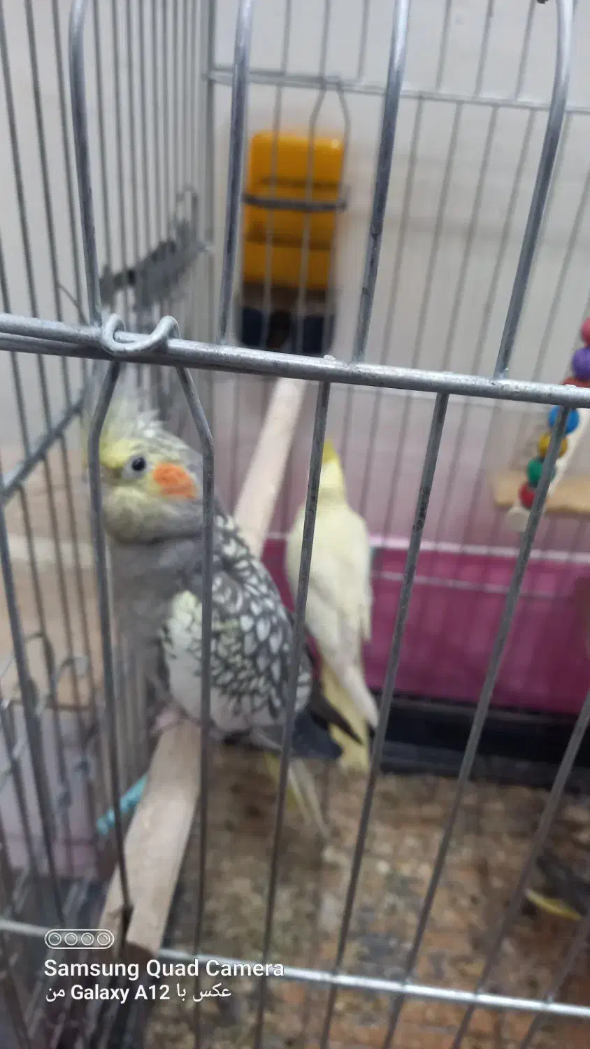 عروس هلندی و مرغ عشق|پرنده|مشهد, ایثار|دیوار