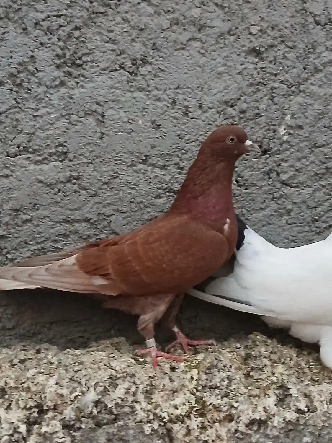 کبوتر فوری|پرنده|ساری, |دیوار