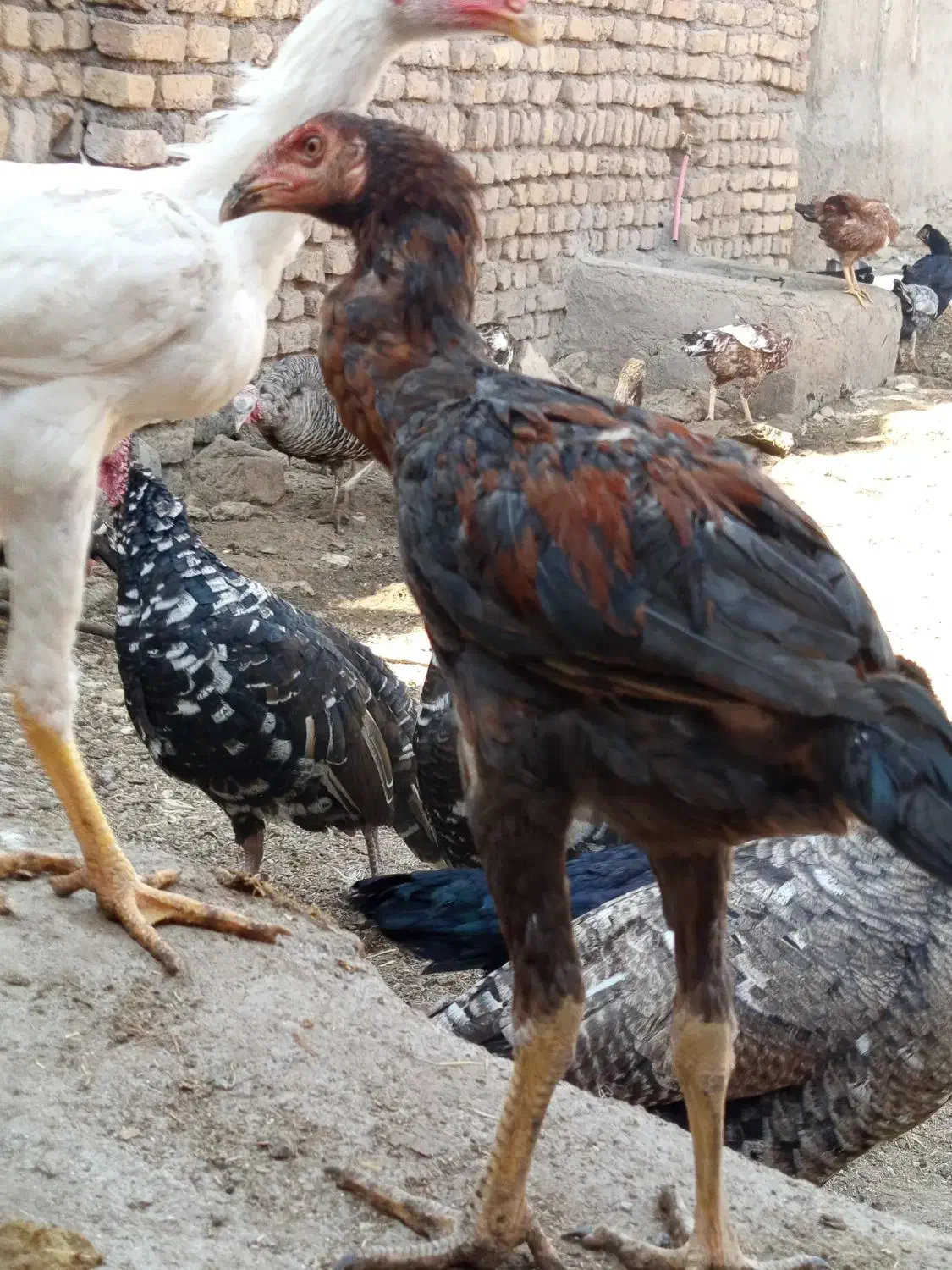 تخم مرغ لاری نطفه دار|حیوانات مزرعه|قزوین, |دیوار