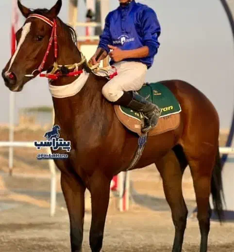 جول اسب|اسب و تجهیزات اسب‌سواری|بجنورد, |دیوار