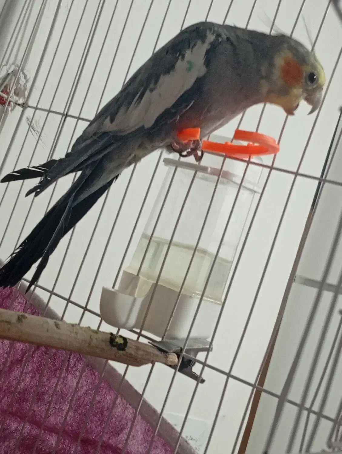 عروس هلندی|پرنده|تبریز, |دیوار