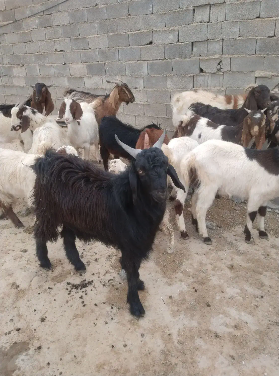 بز و نربز و بزغاله|حیوانات مزرعه|جوادآباد, |دیوار