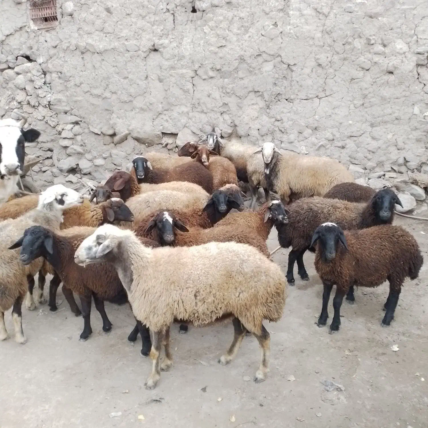 گوسفندمیش شیشک و بز نمونه|حیوانات مزرعه|خلخال, |دیوار