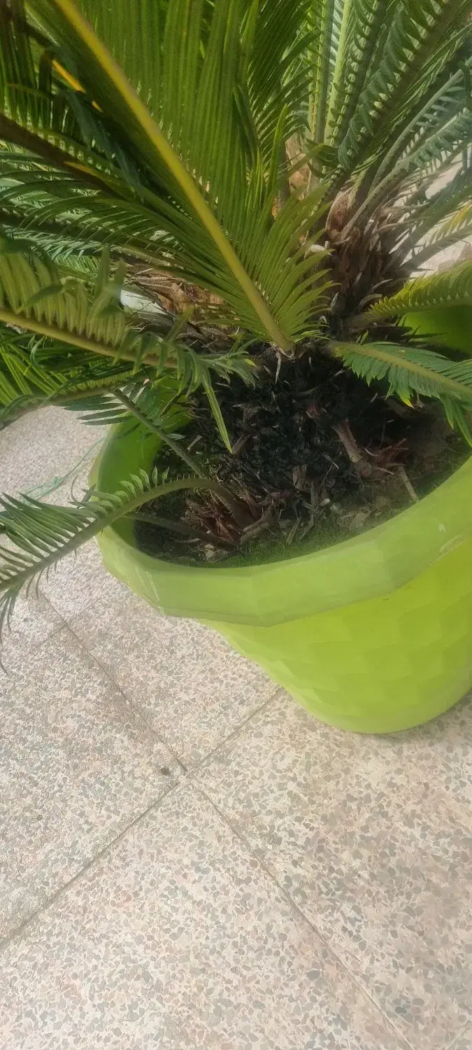 سیکاس|گل و گیاه طبیعی|پره‌سر, |دیوار