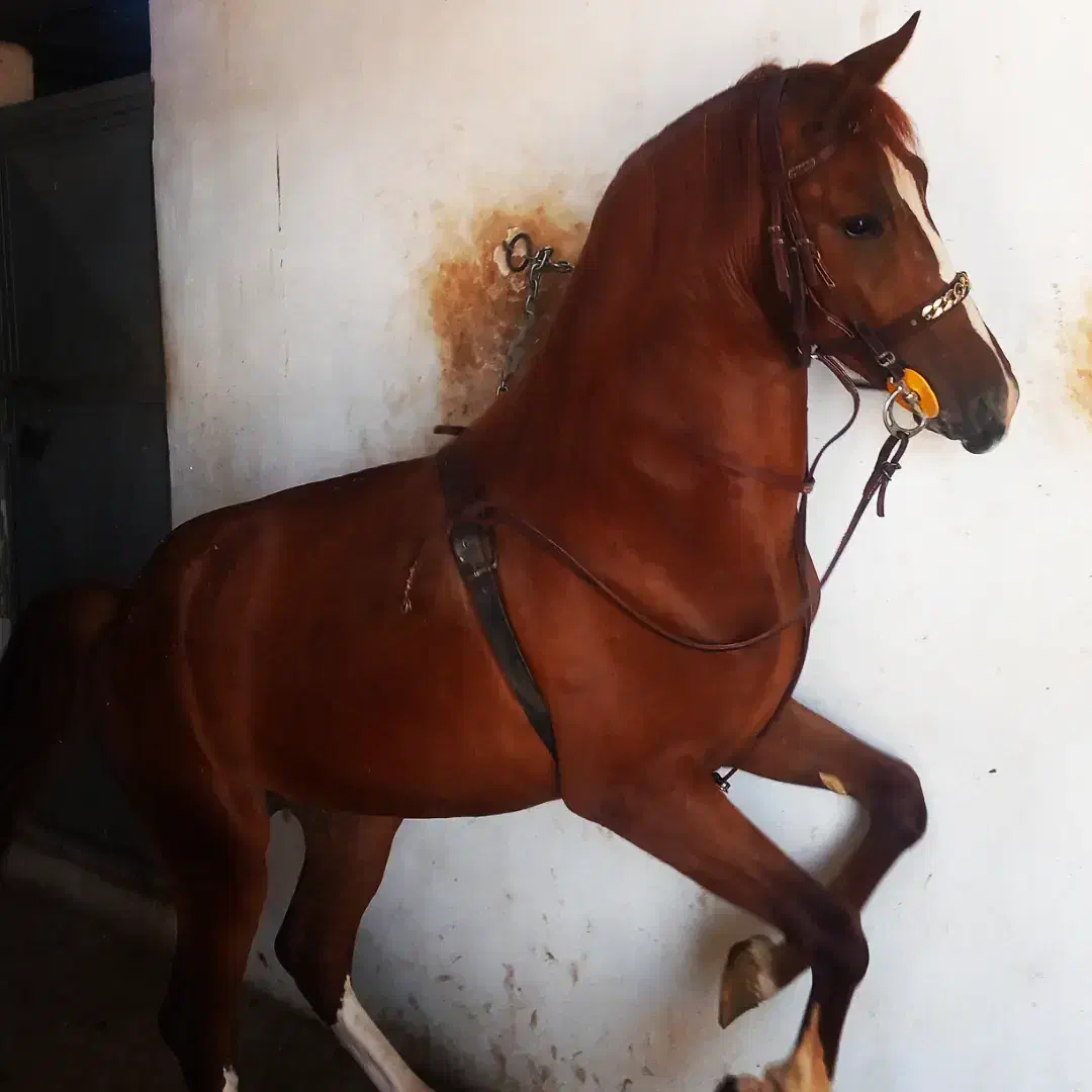 فروش ۲ راس نریان تکبندی|اسب و تجهیزات اسبسواری|اصفهان, رهنان|دیوار