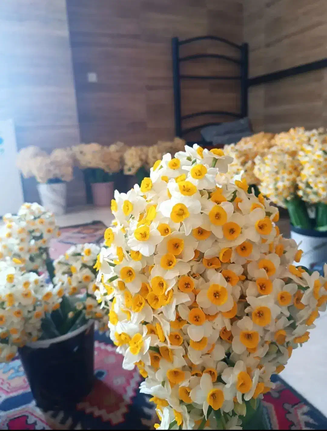 گل نرگس|گل و گیاه طبیعی|تهران, شهرک دانشگاه|دیوار