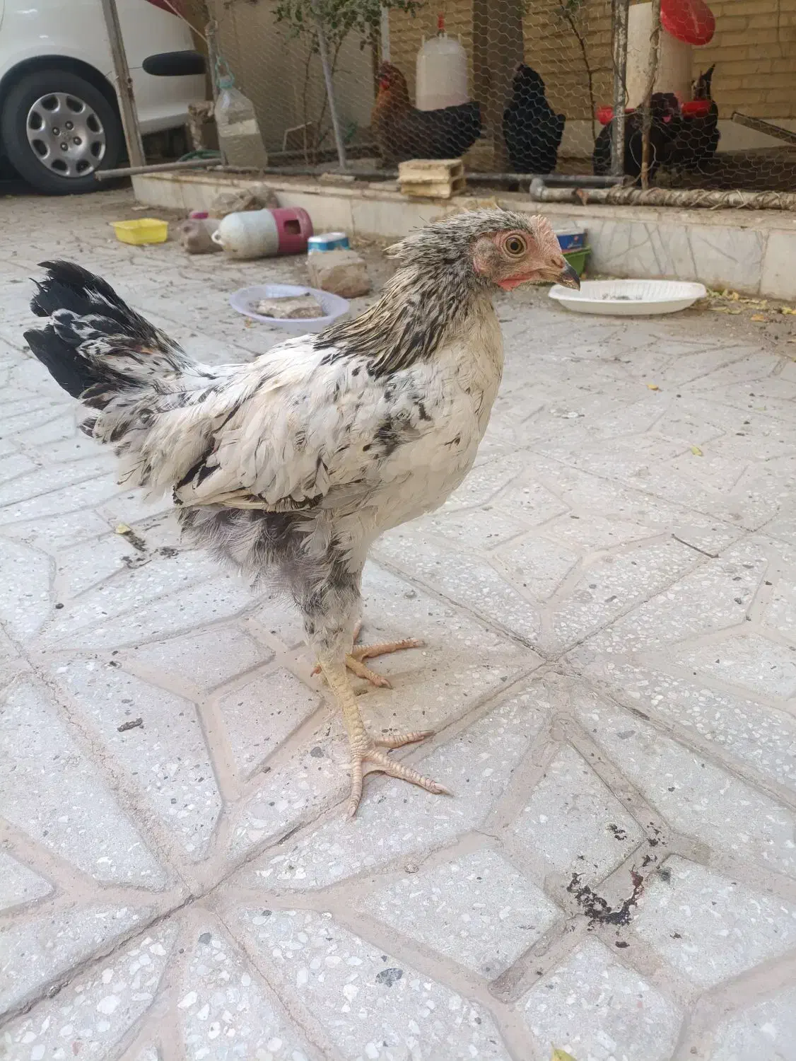 مرغ سرحال|حیوانات مزرعه|یزد, |دیوار