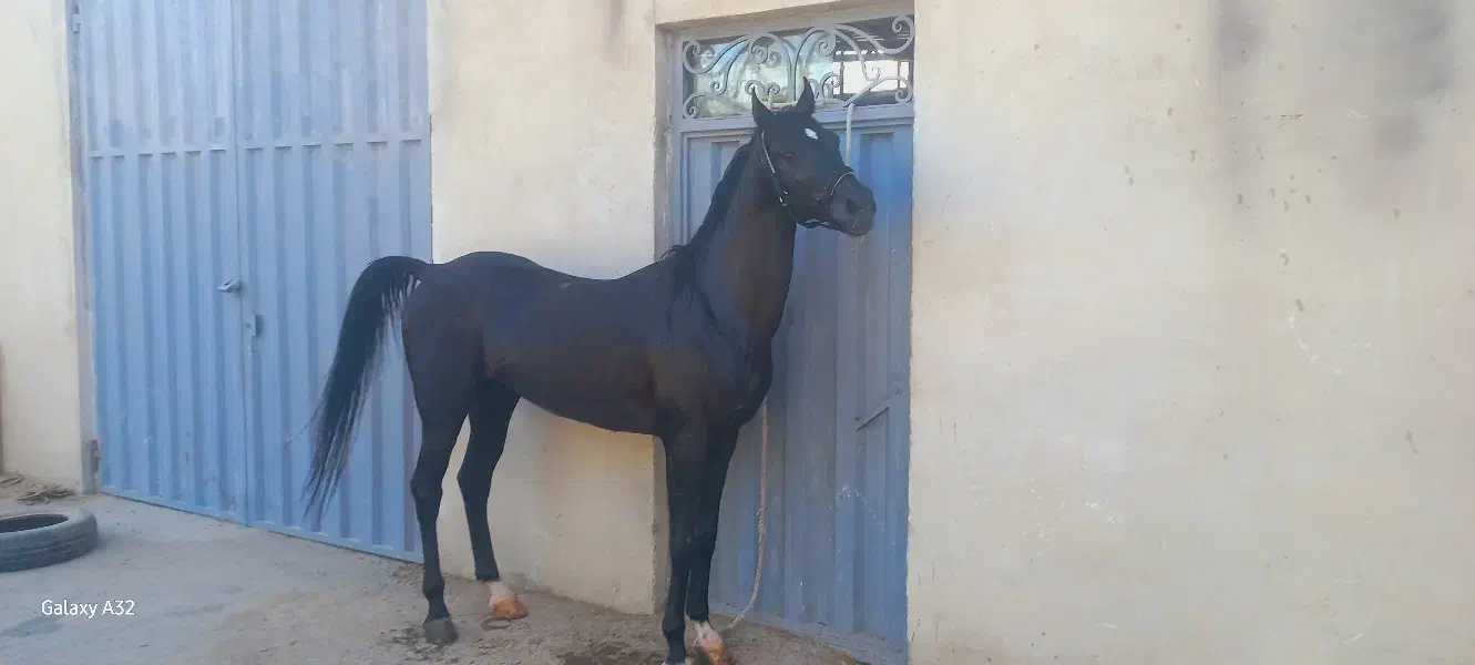 فروش اسب عرب رنگ مشکی|اسب و تجهیزات اسبسواری|باغستان, |دیوار