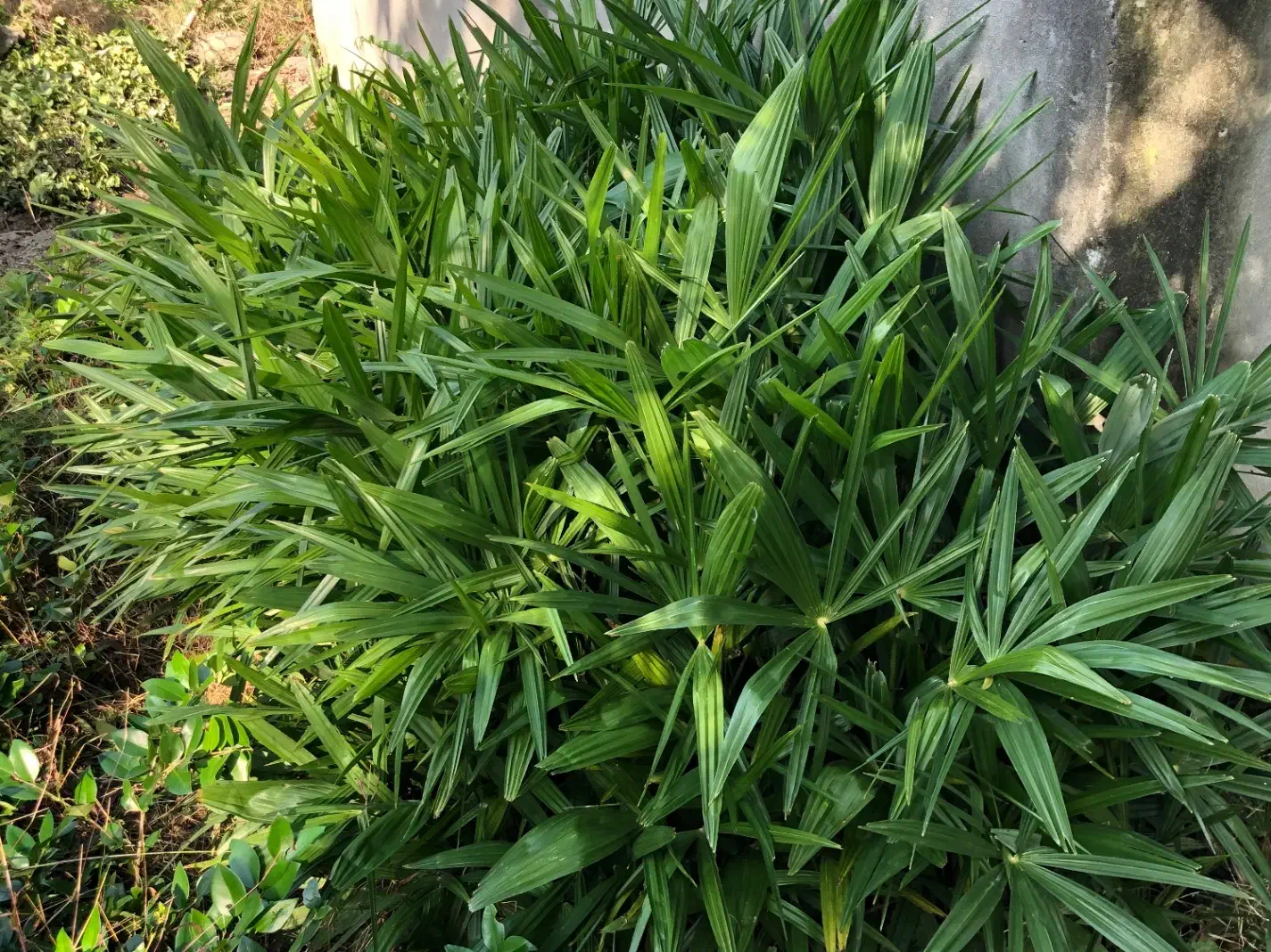 گل پالم لاتانیا|عمدهفروشی|تنکابن, |دیوار