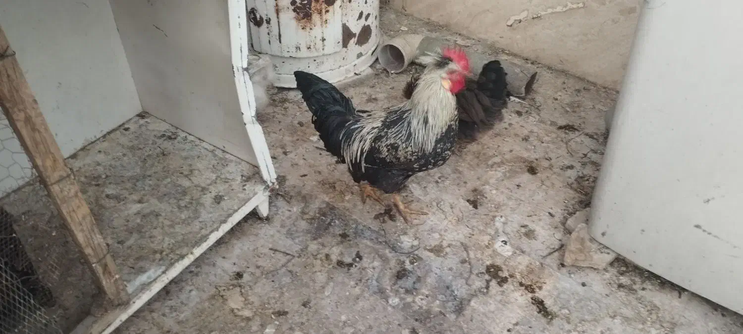 خروس فونیکس|حیوانات مزرعه|قم, مجیدیه|دیوار