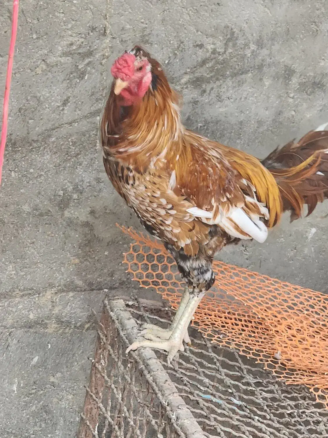 خروس محلی|حیوانات مزرعه|قشم, |دیوار